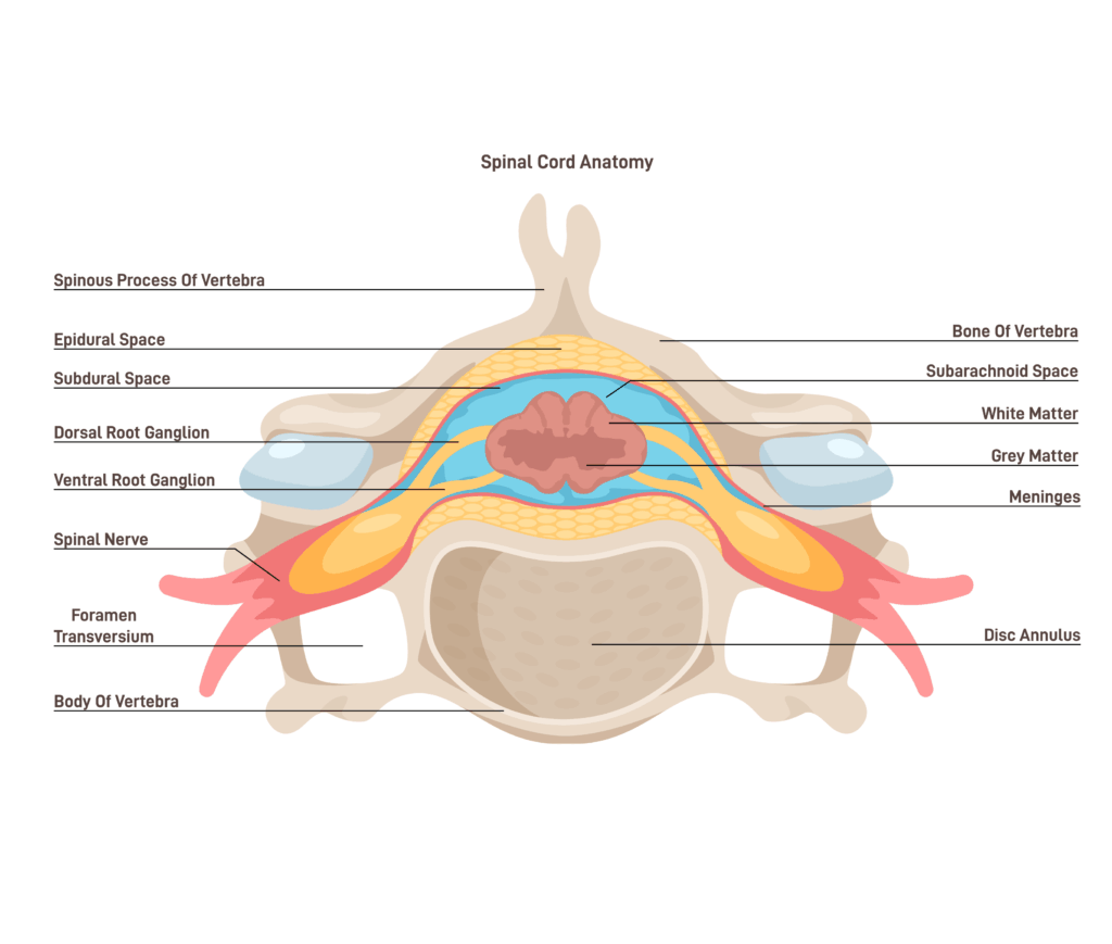 poa-disk - Princeton Orthopaedic Associates