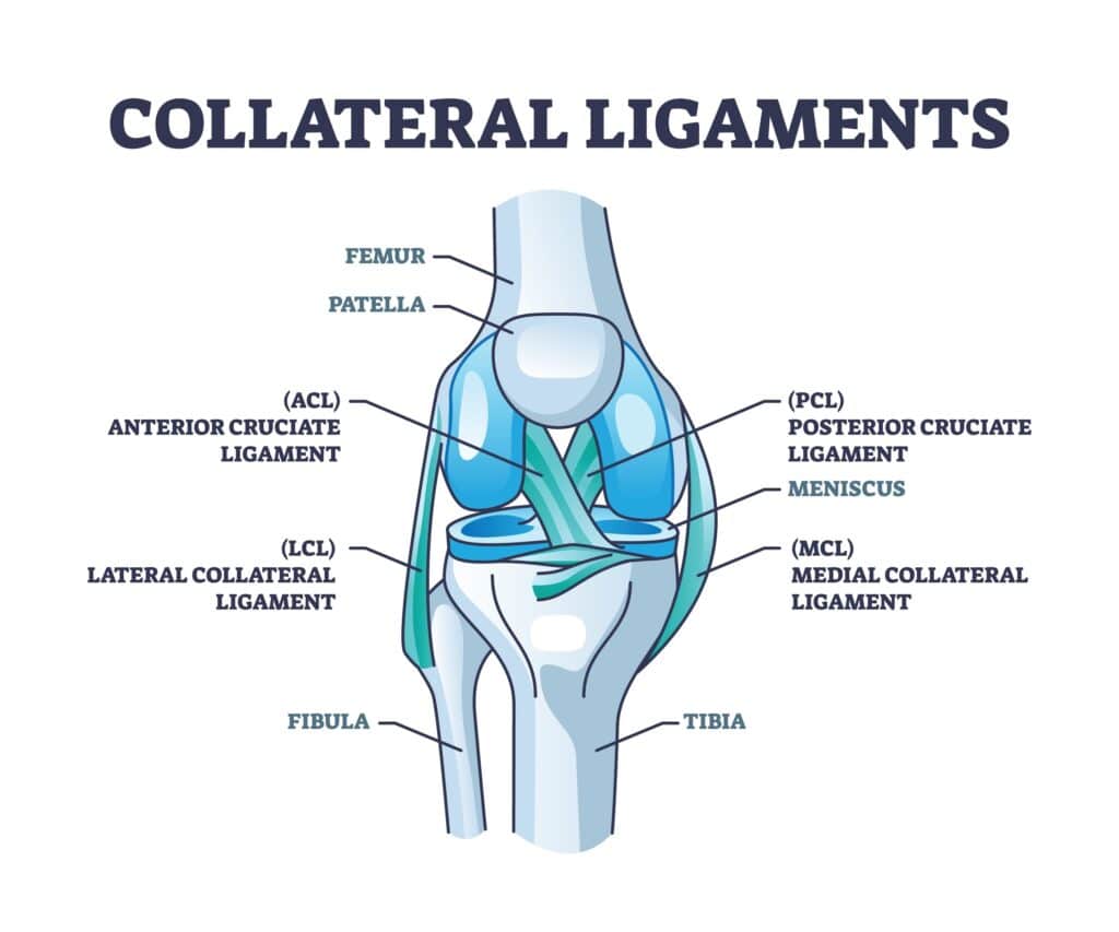CollateralLigamentsWithKneeAnatomicalSkeletalStructureOutlineDiagramLabeled - Princeton Orthopaedic Associates