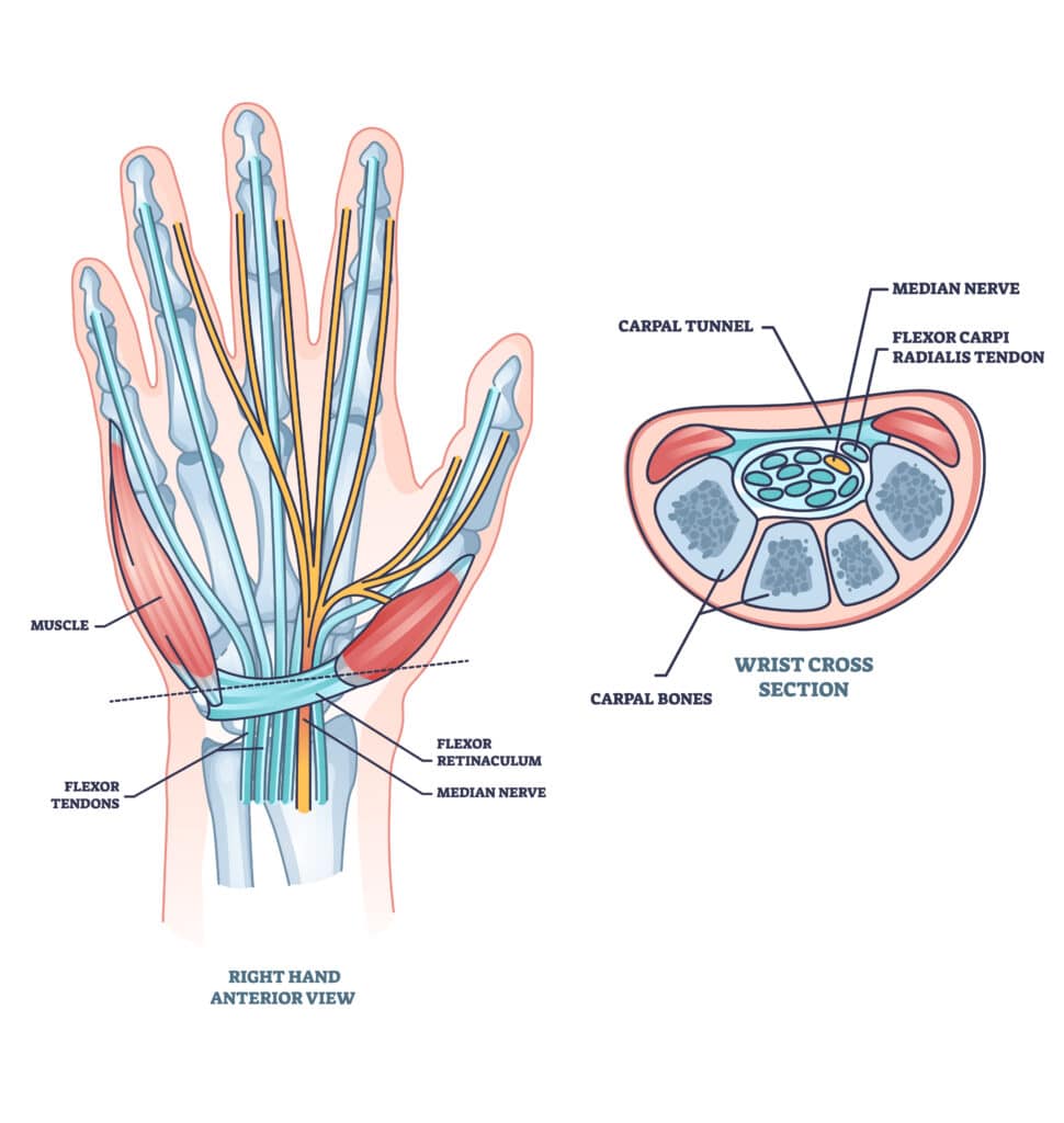hand-and-wrist-anatomy-poa - Princeton Orthopaedic Associates