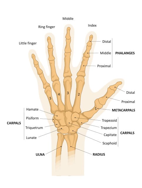 wrist-anatomy-poa - Princeton Orthopaedic Associates