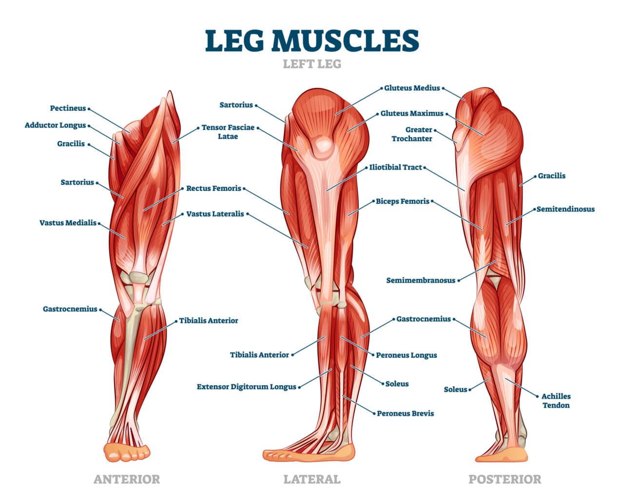 Leg Muscles: Common Injuries and Care Tips - Princeton Orthopaedic ...