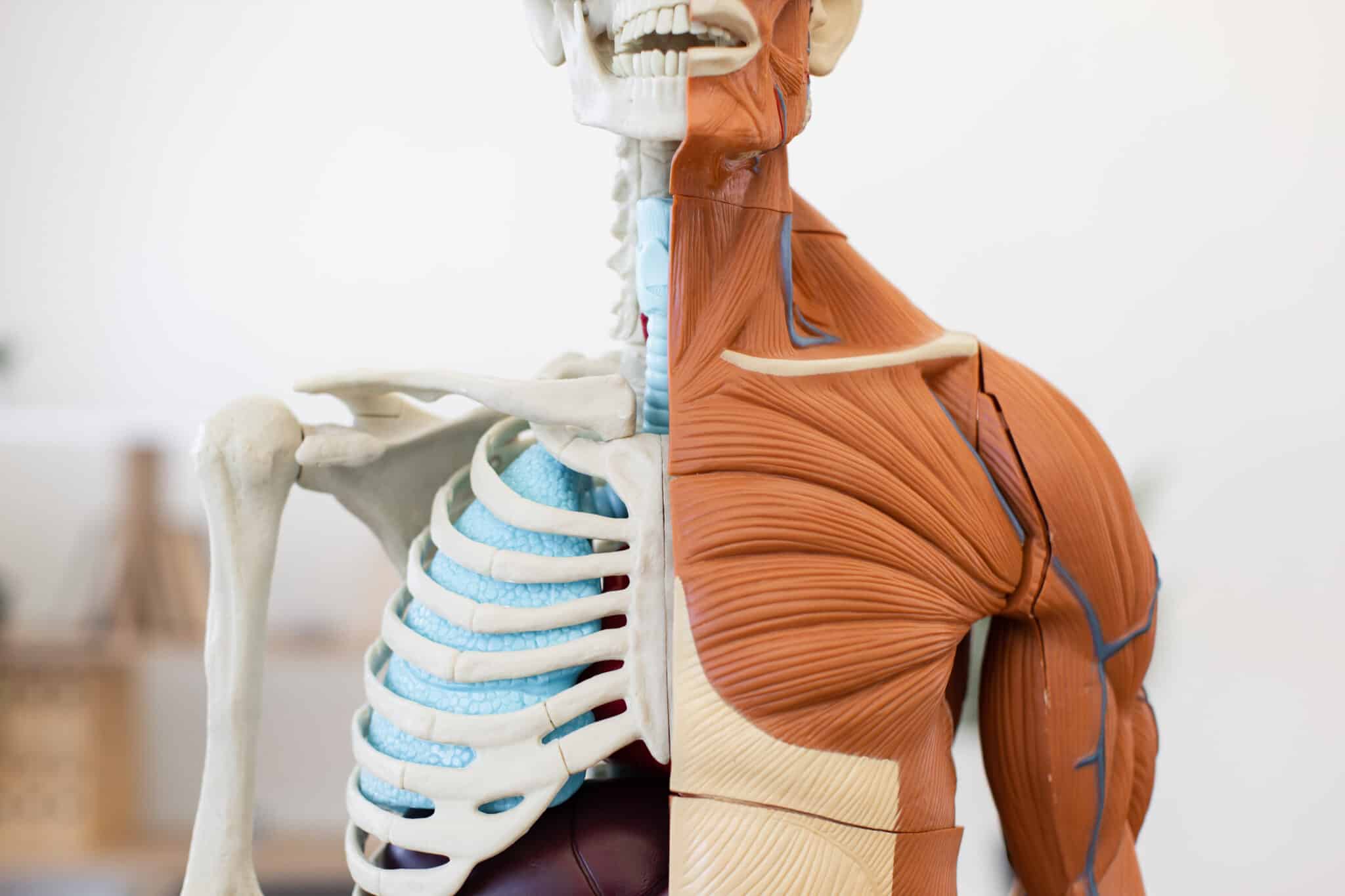 Anatomical teaching model of the upper torso showing exposed skeleton and detailed chest and shoulder muscles.