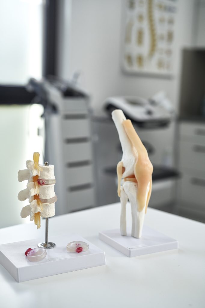 Anatomical models of the spine and leg on white display stands in a medical or dental office.