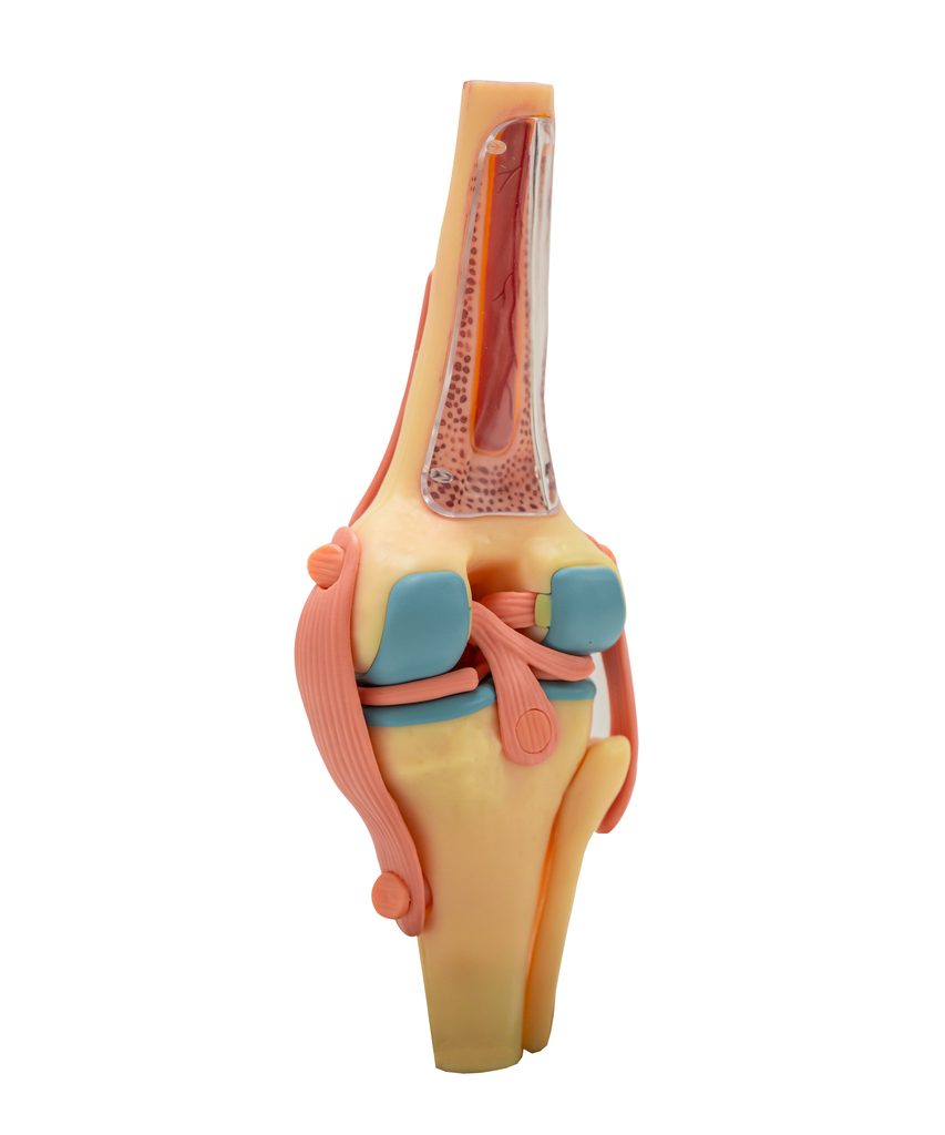 Cross-section view of an anatomical leg model showing bone, muscles, and tendons inside the lower leg and knee area